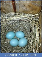 Cliquez sur l'image pour la voir en taille relle

Nom : Occurrence-of-twin-embryos-in-the-eastern-bluebird-peerj-02-273-g001.jpg
Affichages : 26
Taille : 170,9 Ko
ID : 117162