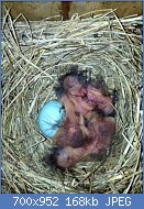 Cliquez sur l'image pour la voir en taille relle

Nom : Occurrence-of-twin-embryos-in-the-eastern-bluebird-peerj-02-273-g002.jpg
Affichages : 24
Taille : 168,0 Ko
ID : 117163