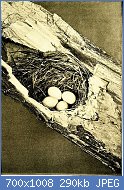Cliquez sur l'image pour la voir en taille relle

Nom : Bird_homes._The_nests,_eggs_and_breeding_habits_of_the_land_birds_breeding_in_the_eastern_United.jpg
Affichages : 26
Taille : 289,8 Ko
ID : 117167