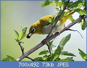 Cliquez sur l'image pour la voir en taille relle

Nom : Oriental_White_Eye_I-_Himachal-_IMG_3993.jpg
Affichages : 68
Taille : 73,3 Ko
ID : 117608