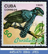 Cliquez sur l'image pour la voir en taille relle

Nom : stock-photo-cuba-circa-a-stamp-printed-in-cuba-shows-amazonian-umbrellabird-cephalopterus-ornatu.jpg
Affichages : 50
Taille : 88,3 Ko
ID : 117183