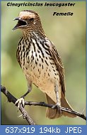 Cliquez sur l'image pour la voir en taille relle

Nom : Violet-backed_Starling,_Cinnyricinclus_leucogaster,_at_Pilanesberg_National_Park,_Northwest_Prov.jpg
Affichages : 32
Taille : 194,1 Ko
ID : 113336