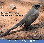 Cliquez sur l'image pour la voir en taille relle

Nom : Cosmopsarus_unicolor_Ashy_Starling.jpg
Affichages : 29
Taille : 121,6 Ko
ID : 113354