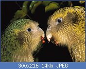 Cliquez sur l'image pour la voir en taille relle

Nom : kakapo-couple.jpg
Affichages : 82
Taille : 13,7 Ko
ID : 97377