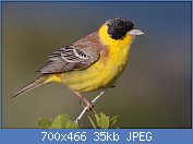 Cliquez sur l'image pour la voir en taille relle

Nom : 28-090504-black-headed-bunting-at-first-layby.jpg
Affichages : 90
Taille : 35,0 Ko
ID : 114736