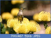 Cliquez sur l'image pour la voir en taille relle

Nom : Sugarbird_on_yellow_pincushion_(Leucospermum)_(2915076276).jpg
Affichages : 32
Taille : 51,5 Ko
ID : 112972