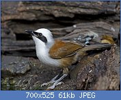 Cliquez sur l'image pour la voir en taille relle

Nom : White-Crested_Laughingthrush.jpg
Affichages : 44
Taille : 61,0 Ko
ID : 117528