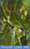 Cliquez sur l'image pour la voir en taille relle

Nom : Green_Catbird_-_Lamington_NP_-_Queensland_S4E6944_(22198819728).jpg
Affichages : 83
Taille : 112,5 Ko
ID : 121140