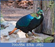 Cliquez sur l'image pour la voir en taille relle

Nom : 1280px-Lophophorus_impejanus_Zoo_DU_2.jpg
Affichages : 42
Taille : 86,9 Ko
ID : 117978