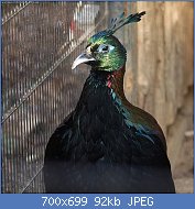 Cliquez sur l'image pour la voir en taille relle

Nom : Lophophorus_impejanus.jpg
Affichages : 47
Taille : 92,2 Ko
ID : 117979