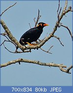 Cliquez sur l'image pour la voir en taille relle

Nom : Hill_Mynah_(Gracula_religiosa)_(8064115088).jpg
Affichages : 63
Taille : 79,8 Ko
ID : 117642