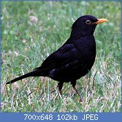 Cliquez sur l'image pour la voir en taille relle

Nom : 1024px-Turdus_Merula_in_Saint_Sernin_Croped.jpg
Affichages : 53
Taille : 102,5 Ko
ID : 121232