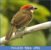 Cliquez sur l'image pour la voir en taille relle

Nom : Scarlet-crowned_Barbet.jpg
Affichages : 71
Taille : 57,7 Ko
ID : 120418