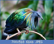 Cliquez sur l'image pour la voir en taille relle

Nom : le-magnifique-pigeon-de-Nicobar-ou-Nicobar-a-camail-cousin-dodo-3.jpg
Affichages : 98
Taille : 60,5 Ko
ID : 110547