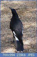 Cliquez sur l'image pour la voir en taille relle

Nom : 1280px-Pied_Currawong_Back.jpg
Affichages : 78
Taille : 239,0 Ko
ID : 118960