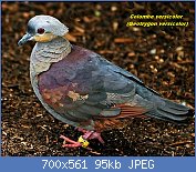 Cliquez sur l'image pour la voir en taille relle

Nom : 6Colombe-versicolore-Geotrygon-versicolor-Crested-Quail-Dove.jpg
Affichages : 63
Taille : 95,5 Ko
ID : 122439