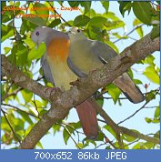 Cliquez sur l'image pour la voir en taille relle

Nom : Pink-necked_Green_Pigeon.jpg
Affichages : 60
Taille : 86,0 Ko
ID : 122444