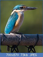 Cliquez sur l'image pour la voir en taille relle

Nom : 725_Kingfisher_Sacred_Halcyon_sancta_AUSTRALIA.jpg
Affichages : 246
Taille : 72,6 Ko
ID : 123602