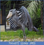 Cliquez sur l'image pour la voir en taille relle

Nom : 1280px-Noichi_zoo8_Shoebill.jpg
Affichages : 60
Taille : 109,9 Ko
ID : 117064