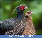 Cliquez sur l'image pour la voir en taille relle

Nom : 1280px-Kalij_Pheasant_(Male_in_the_front_&_Female_in_the_background).jpg
Affichages : 53
Taille : 87,4 Ko
ID : 122268