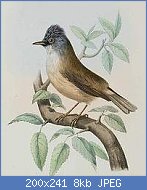 Cliquez sur l'image pour la voir en taille relle

Nom : yuhina.a.menton.noir.emou.0p.200.w.jpg
Affichages : 55
Taille : 7,5 Ko
ID : 121412