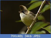 Cliquez sur l'image pour la voir en taille relle

Nom : Whiskered_Yuhina_(Nainital,_2017).jpg
Affichages : 55
Taille : 33,5 Ko
ID : 121415