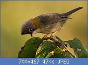 Cliquez sur l'image pour la voir en taille relle

Nom : Yuhina_flavicollis_-Eaglenest_Wildlife_Sanctuary,_Arunachal_Pradesh,_India-8.jpg
Affichages : 55
Taille : 46,8 Ko
ID : 121417
