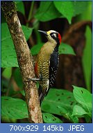 Cliquez sur l'image pour la voir en taille relle

Nom : 800px-Black-cheeked_Woodpecker.jpg
Affichages : 68
Taille : 144,5 Ko
ID : 120396