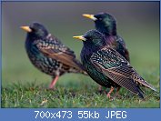 Cliquez sur l'image pour la voir en taille relle

Nom : Sturnus_vulgaris_2_(Marek_Szczepanek).jpg
Affichages : 60
Taille : 54,8 Ko
ID : 122513