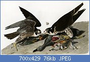 Cliquez sur l'image pour la voir en taille relle

Nom : 1280px-Audubon-peregrinus.jpg
Affichages : 70
Taille : 75,9 Ko
ID : 118712