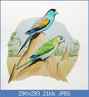 Cliquez sur l'image pour la voir en taille relle

Nom : 290px-Golden-shouldered_Parakeet.jpg
Affichages : 354
Taille : 20,9 Ko
ID : 99032