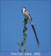 Cliquez sur l'image pour la voir en taille relle

Nom : 1024px-Pin-tailed_Whydah_(14534869852).jpg
Affichages : 32
Taille : 42,9 Ko
ID : 118023