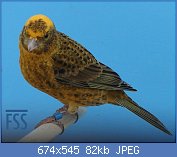 Cliquez sur l'image pour la voir en taille relle

Nom : 14 DNewton-2017-BCGC-blue-FSS.jpg
Affichages : 313
Taille : 81,7 Ko
ID : 114424