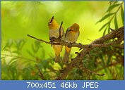 Cliquez sur l'image pour la voir en taille relle

Nom : Oriental_White-eye_-_Zosterops_palpebrosus.jpg
Affichages : 63
Taille : 45,6 Ko
ID : 117610