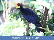 Cliquez sur l'image pour la voir en taille relle

Nom : 1280px-Ross's_turaco_musophaga_rossae.jpg
Affichages : 116
Taille : 63,4 Ko
ID : 119517