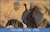 Cliquez sur l'image pour la voir en taille relle

Nom : Vulturine_Guineafowl_flapping_its_wings.jpg
Affichages : 74
Taille : 77,1 Ko
ID : 120912