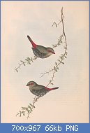 Cliquez sur l'image pour la voir en taille relle

Nom : 800px-Birds_of_Australia_Gould_vol_3_plate_79.jpg
Affichages : 258
Taille : 66,4 Ko
ID : 119012