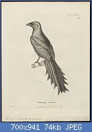 Cliquez sur l'image pour la voir en taille relle

Nom : Temnurus_truncatus_-_1700-1880_-_Print_-_Iconographia_Zoologica_-_Special_Collections_University.jpg
Affichages : 66
Taille : 74,1 Ko
ID : 118799