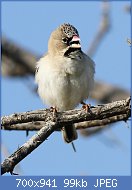 Cliquez sur l'image pour la voir en taille relle

Nom : Scaly-feathered_weaver,_Sporopipes_squamifrons_(also_known_as_the_scaly-feathered_finch)_at_Mapu.jpg
Affichages : 31
Taille : 99,2 Ko
ID : 116602