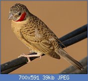 Cliquez sur l'image pour la voir en taille relle

Nom : Cut-throat_Finch_(Amadina_fasciata,_male_-_Djenn,_Mali,_2008).jpg
Affichages : 57
Taille : 38,6 Ko
ID : 121302