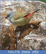 Cliquez sur l'image pour la voir en taille relle

Nom : Yellow-bellied_waxbill,_Estrilda_quartinia,_Vumba_National_Botanical_Garden,_Zimbabwe_(218163110.jpg
Affichages : 71
Taille : 149,8 Ko
ID : 121308