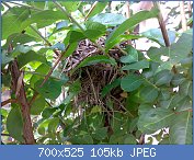 Cliquez sur l'image pour la voir en taille relle

Nom : 1280px-Munia_nest.jpg
Affichages : 95
Taille : 104,6 Ko
ID : 119038