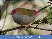 Cliquez sur l'image pour la voir en taille relle

Nom : 1280px-Neochmia_temporalis_-Canberra,_Australia-8.jpg
Affichages : 263
Taille : 49,0 Ko
ID : 118989