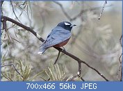 Cliquez sur l'image pour la voir en taille relle

Nom : White-browed_Woodswallow_(Artamus_superciliosus)_(8079678196).jpg
Affichages : 55
Taille : 56,0 Ko
ID : 118946