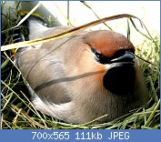 Cliquez sur l'image pour la voir en taille relle

Nom : Bombycilla_garrulus_small.jpg
Affichages : 58
Taille : 110,6 Ko
ID : 117001