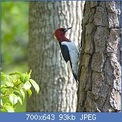 Cliquez sur l'image pour la voir en taille relle

Nom : Melanerpes_erythrocephalus_-tree_trunk-USA.jpg
Affichages : 92
Taille : 93,2 Ko
ID : 118774