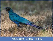 Cliquez sur l'image pour la voir en taille relle

Nom : 1280px-Long-tailed_Glossy_Starling_(Lamprotornis_caudatus).jpg
Affichages : 49
Taille : 73,3 Ko
ID : 121224