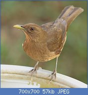 Cliquez sur l'image pour la voir en taille relle

Nom : 1024px-Turdus-grayi-001.jpg
Affichages : 45
Taille : 56,9 Ko
ID : 121225