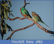 Cliquez sur l'image pour la voir en taille relle

Nom : 1024px-Mulga_Parrot_Currawinya.jpg
Affichages : 360
Taille : 49,7 Ko
ID : 99039