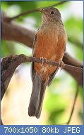 Cliquez sur l'image pour la voir en taille relle

Nom : 800px-Turdus-rufiventris.jpg
Affichages : 63
Taille : 80,5 Ko
ID : 118930